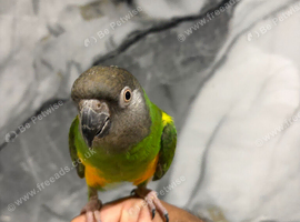 Super Tame Cuddly Friendly Senegal Parrot,19