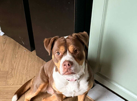 Needs a loving home