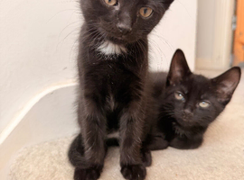 Reduced! Black Kittens &ndash; Ready Now