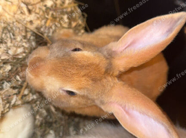 Baby rabbit