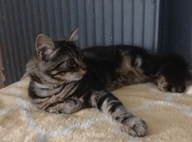 Home needed for 8 mobth old cat