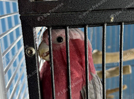 Baby galah cockatoo