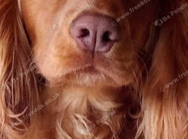 Kc reg cocker spaniel male for stud