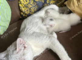 Calico and turkish Kittens
