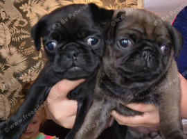 Pug puppys for sale
