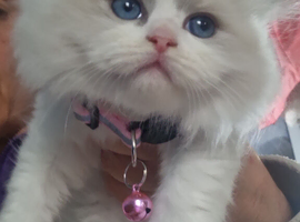 Ragdoll