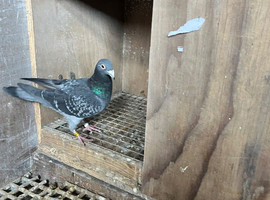 Racing pigeons for sale