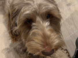 Seeking a loving, experienced home