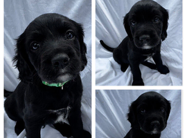 Springalier puppy&rsquo;s for sale