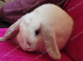Affectionate boy looking for a home ️