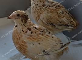 2 Italian quail