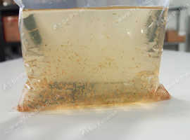 Aquarium Daphnia for Fish &pound;6 per bag
