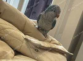 Blue Quaker ex hand tame