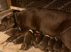 Chocolate labrador puppies
