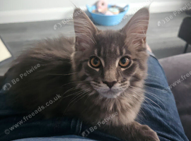MAINE COON SILVER BLUE TABBY KITTEN BOY FOR SALE