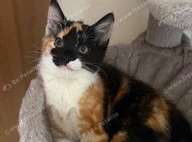 Calico kitten