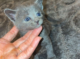 READY TO GO! BSH Kittens