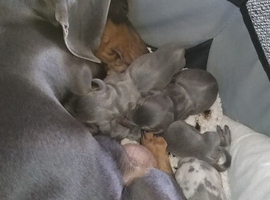 Miniature Dachshund Puppies