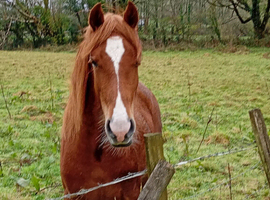 Donallt Spice Girl