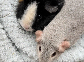 Loving Home Wanted: Two Male Guinea Pigs (Oreo & Smokey) - Relocation ️