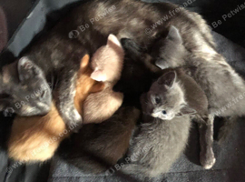 Mixed litter for sale kittens