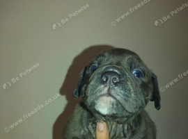 Old English bulldog puppy&rsquo;s looking for forever homes