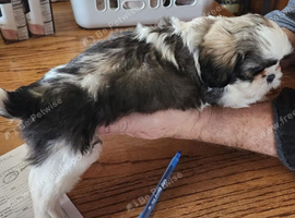 Three gorgeous Shih tzu puppies