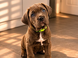 Exceptional Cane Corso Puppies &ndash; Elite Bloodlines
