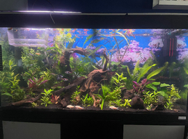 3ft complete aquarium
