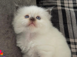 Tica registered Ragdoll