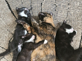 3 kittens  loking new house
