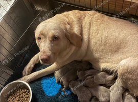 Kc dna clear silver Labrador