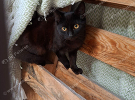 2 boy kittens looking for a loving home