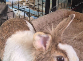 Rabbit for rehoming