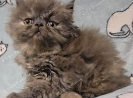 Pedigree Persian GCCF Registered Kittens