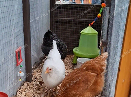 3 egg laying hens
