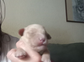 Jackapoo/Cockapoo X Jack  Health tested by DNA Clear mum of genetic issues