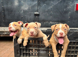 Pocket American bullys