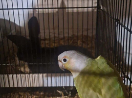 Lovely henconure
