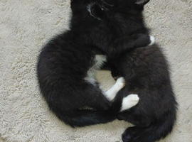 2 ragdoll kittens for sale