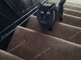 Savannah x male kitten