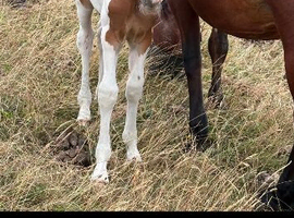 Top class Connemara part bred foal