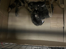 Kittens