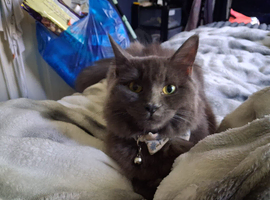 Kitten