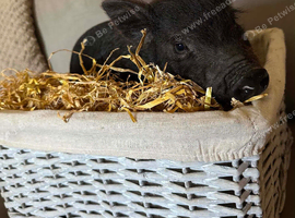 13 week old pot belly x kune