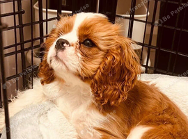 Cavalier King Charles Spaniel needs New Home