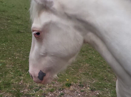 Beautiful Sec D x Welsh partbred