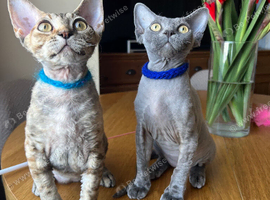 Ready now pedigree Devon Rex