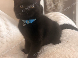 X2 bsh kittens available