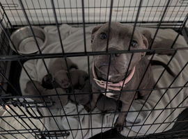 Blue Staffordshire bull terrier puppies for sale